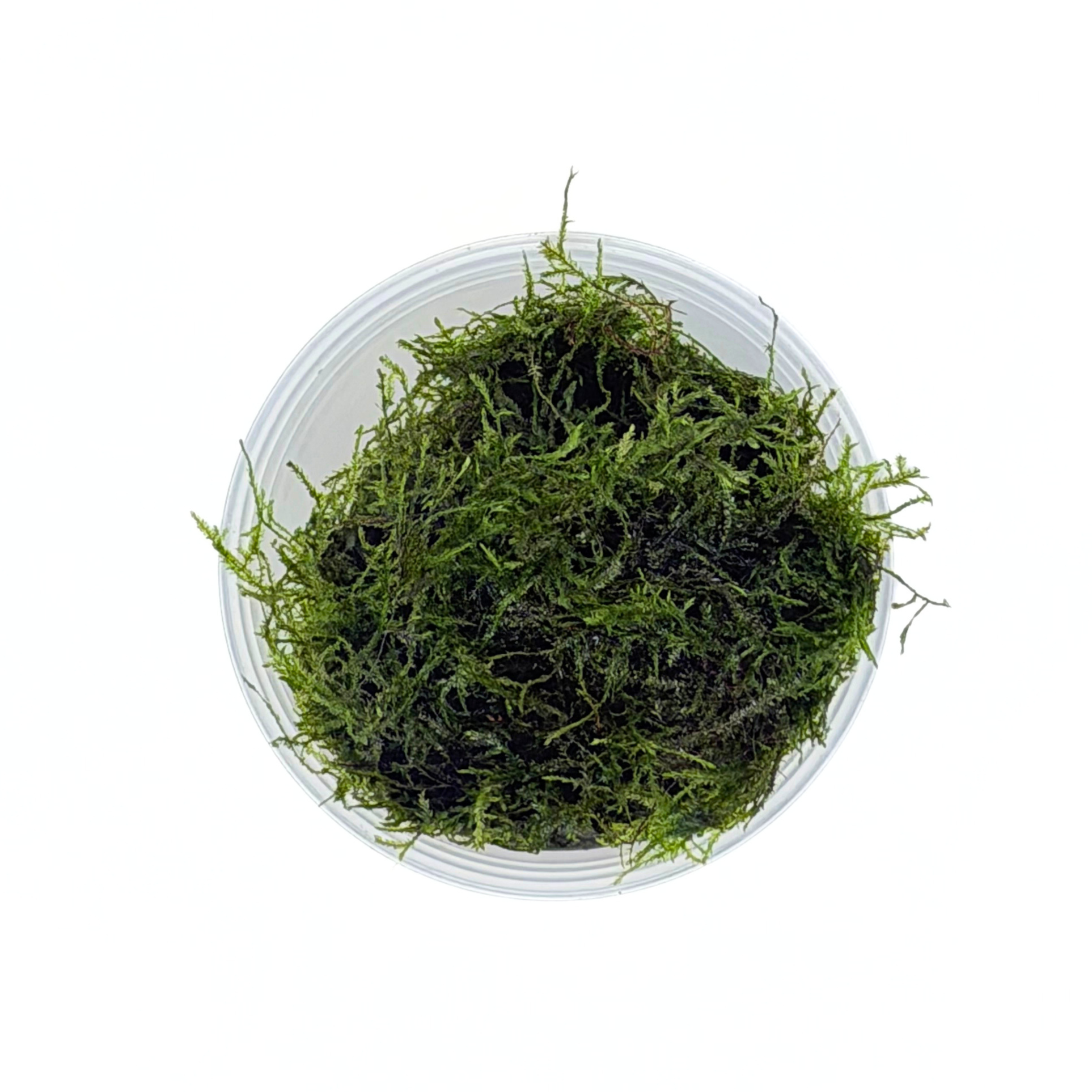 Spiky Moss Portion Cup - Image 2