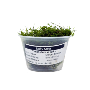 Spiky Moss Portion Cup