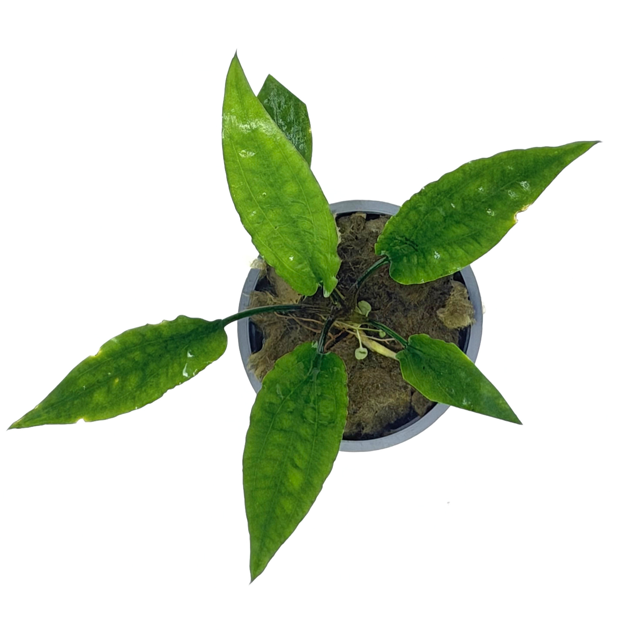 Potted Cryptocoryne Usteriana - Image 2