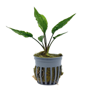 Potted Cryptocoryne Usteriana