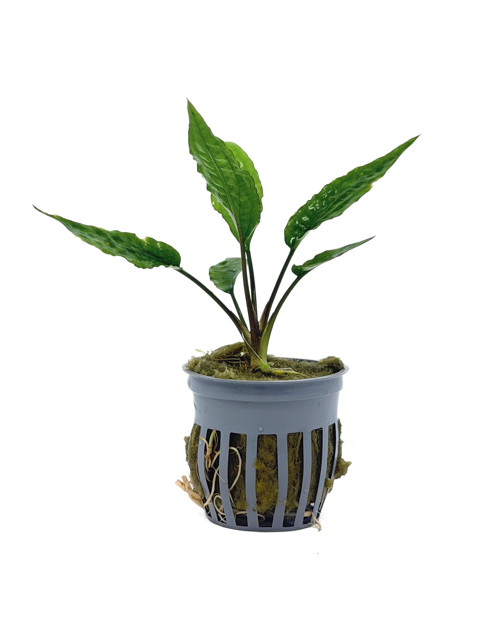 Potted Cryptocoryne Usteriana