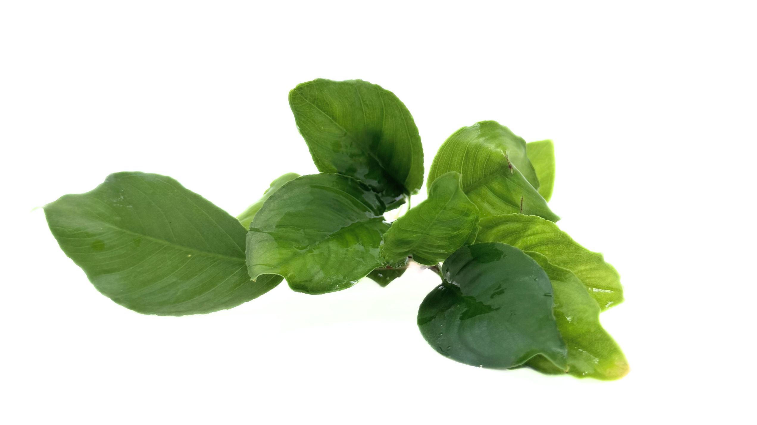Anubias Heterophylla MD - Image 2
