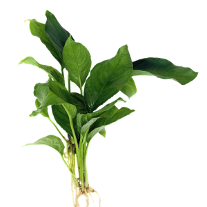 Anubias Heterophylla MD