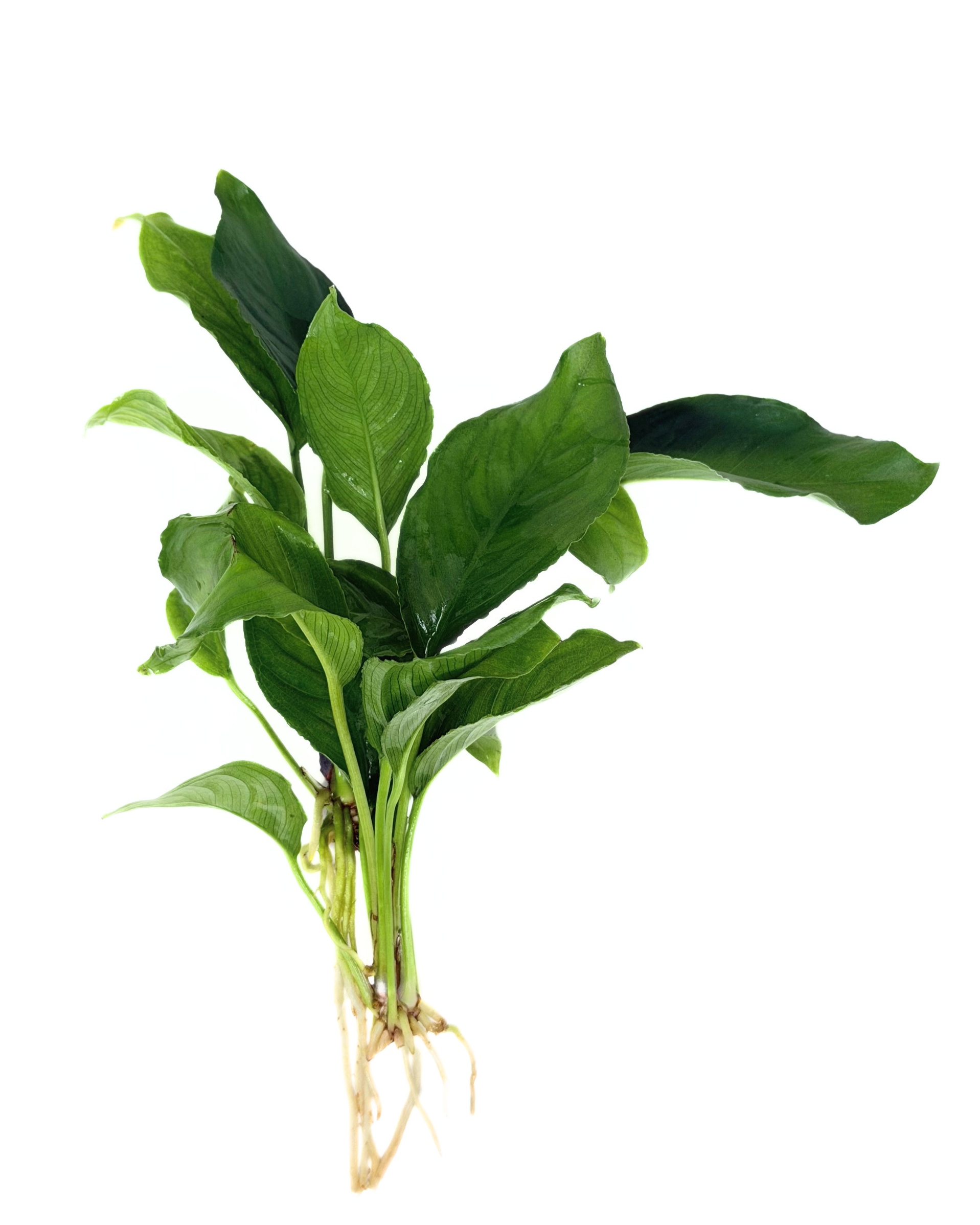 Anubias Heterophylla MD